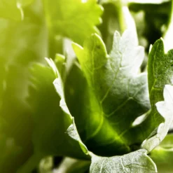 Bulgari Man Wood Essence Eau De Parfum Spray 60ml -Dermalogica Sale Store 11995879 1795058533149293