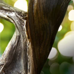 Bulgari Man Wood Essence Eau De Parfum Spray 60ml -Dermalogica Sale Store 11995879 2065058489512517