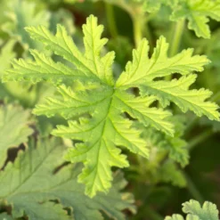 Calvin Klein Eternity Cologne For Him Eau De Toilette 50ml -Dermalogica Sale Store 12672794 7055058487835313