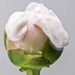 Pureology Strength Cure Superfood Deep Treatment Mask 200ml -Dermalogica Sale Store 12870983 6135058492076374