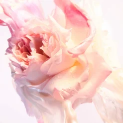 Bulgari Rose Goldea Blossom Delight Eau De Toilette Spray 75ml -Dermalogica Sale Store 13442399 1885058499148841