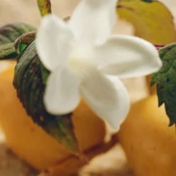 Chloé Nomade Jasmin Naturel Intense Eau De Parfum 75m -Dermalogica Sale Store 14231663 2005058495915888